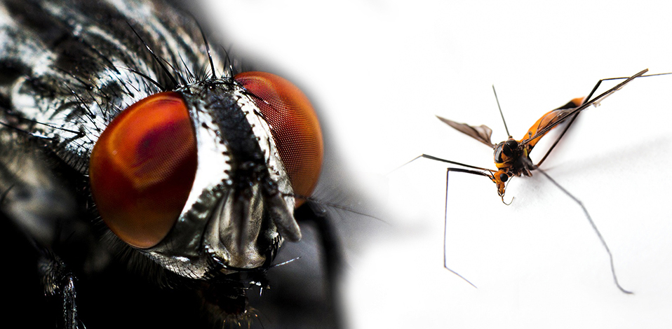 Controlo de insectos voadores - Insetocoladores